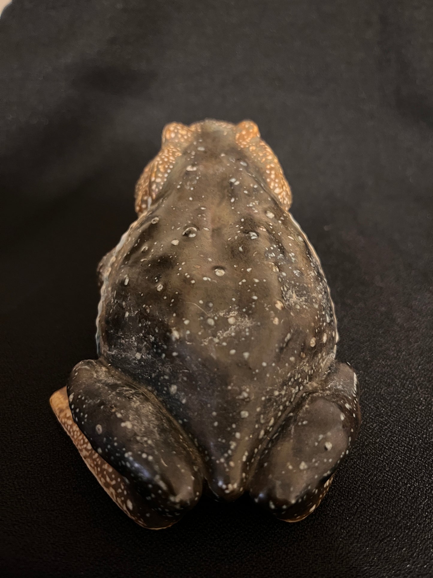 Vintage 1960s porcelain Hirado Toad | Made in Japan